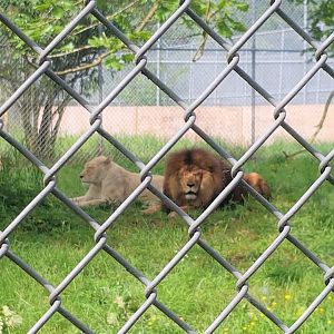 Tess (White Lioness) & Boomer (African Lion)