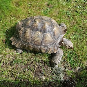 Optimus (African Spurred Tortoise)