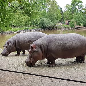 Haben & Hazina (Common Hippopotamuses)