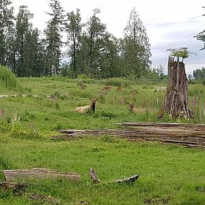 North American Wilds Enclosure