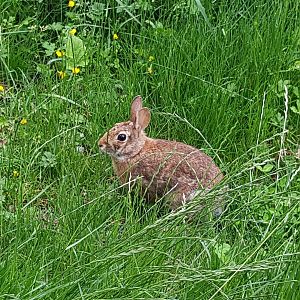 Wild Nuttall's Cottontail Rabbit