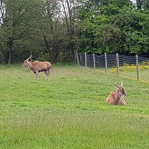 Princess & Ernie (Common Eland)