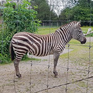 Sahara (Plains Zebra)