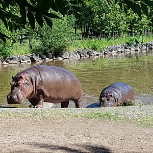 Hazina & Haben (Common Hippopotamuses)