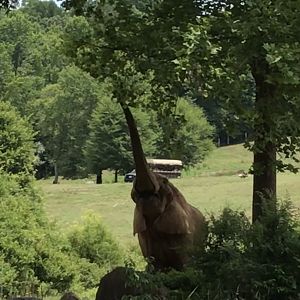 Artie Reaching for Branches