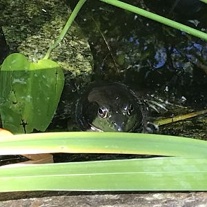 Wild Bullfrog in KidZone Pond