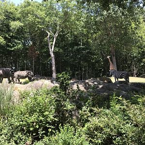 Grant's Zebras and Reticulated Giraffe