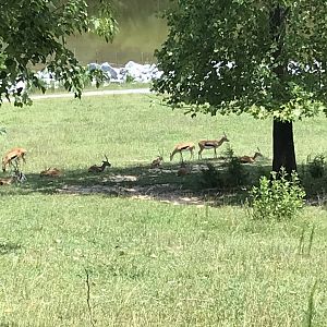 Thomson's Gazelle Bachelor Herd