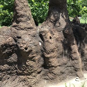 Watani Grasslands Termite Mound Feeder