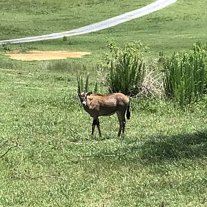 Watani Grasslands - Juvenile Fringe-eared Oryx