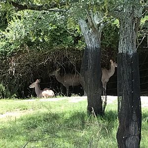 Watani Grasslands - Greater Kudu