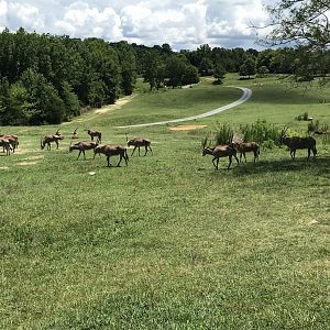 Watani Grasslands - Fringe-eared Oryx Herd