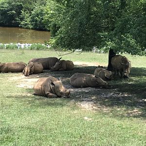 Watani Grasslands - Southern White Rhino Crash