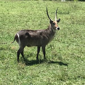 Watani Grasslands - Waterbuck