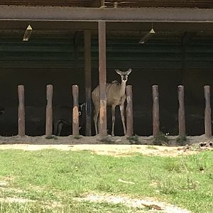 Watani Grasslands - Kudu and Oryx in Shelter