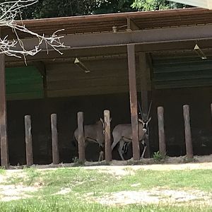 Watani Grasslands - Fringe-eared Oryx in Shelter