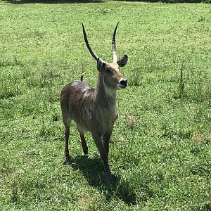 Watani Grasslands - Waterbuck