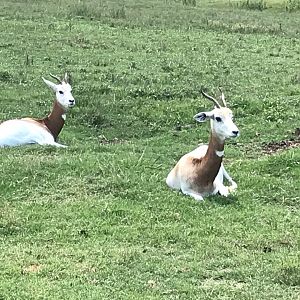 Watani Grasslands - Addra Gazelle