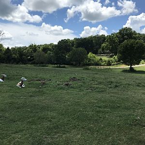 Addra Gazelle on Watani Grasslands