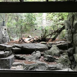 Can you find the Bobcat?