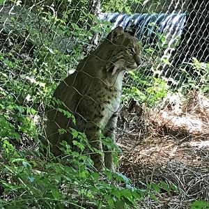 Streamside - Bobcat