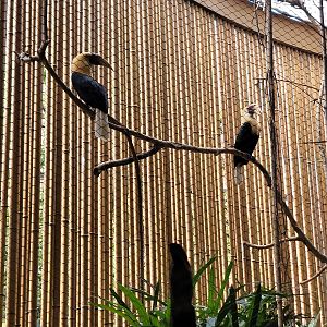 Blyth's Hornbills