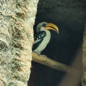 Yellow bill Hornbill