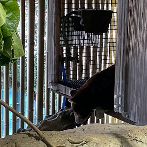 A Very Sleepy Matschie's Tree Kangaroo