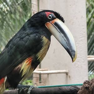Collared Aracari