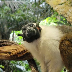 Pied Tamarin