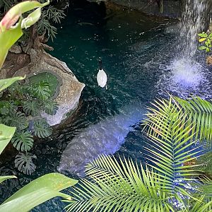Amazon Tank From Above