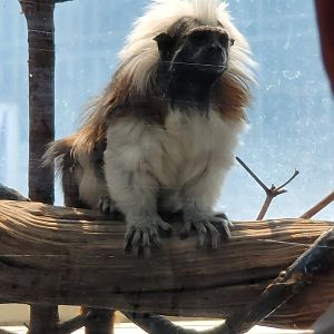 Cotton Top Tamarin