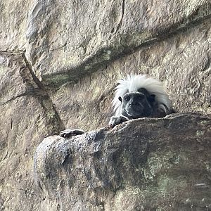 Cotton Top Tamarin Peaking Out