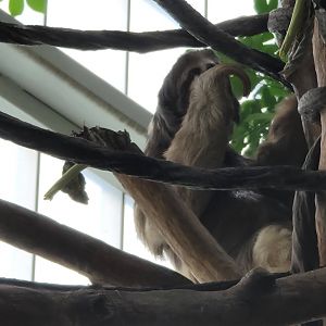 Brown-Throated Three-Toed Sloth Reaching Up