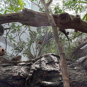 Pygmy Marmosets Up Top