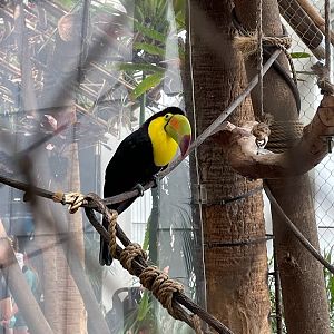 Keel Billed Toucan