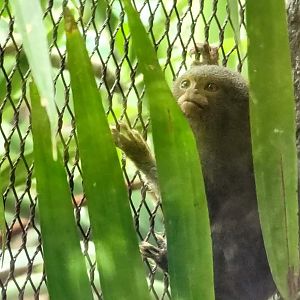 Pygmy Marmoset Behind Leaves