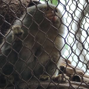 Pygmy Marmoset