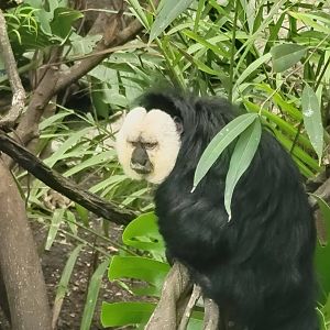White-Faced Saki Monkey on Monkey Island