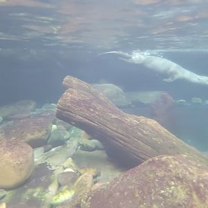 Giant River Otter