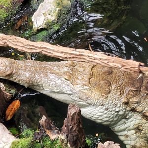Orinoco Crocodile
