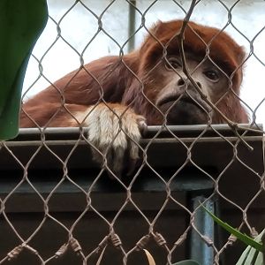 Red Howler Monkey