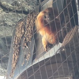 Golden Lion Tamarin