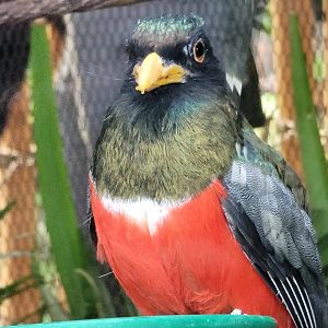 Mountain Trogon