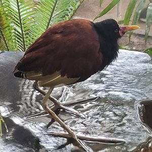 Wattled Jacana