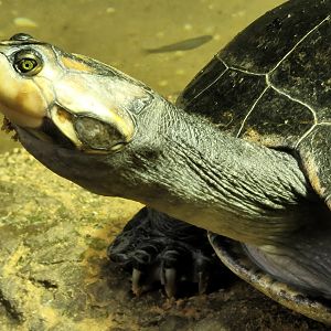 Turtle Close-Up