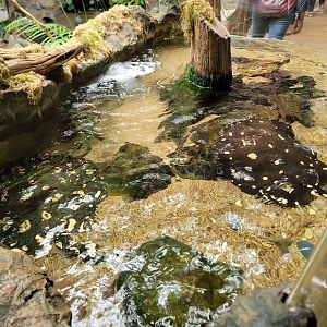 River Ray Tank