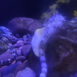 Pot-bellied Seahorses
