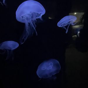 Moon Jellies