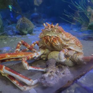 Japanese Spider Crab